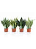 MeinVIPShop 4 x Bogenhanf Sansevieria 35cm