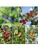 GARDENZO 5er-Set: Obstbäume in Bunt