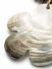 collezione alessandro Kurze Kette " Muschelblume " in schwarz