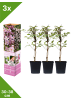 GARDENZO 3er-Set: Pflanzen Clematis montana Mayleen in Rosa