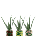 MeinVIPShop Aloe Vera 42cm im 3er Set im Übertopf