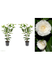 GARDENZO 2er-Set: Kamelienstrauch "Japanische Rose" XL in Weiss