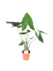 MeinVIPShop Pfeilblatt Alocasia zebrina 90cm XXL Zimmerpflanze