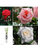 GARDENZO 3er-Set: Großblütige Rosen MIX in Bunt