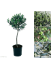 GARDENZO Olivenbaum XL