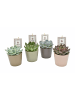 MeinVIPShop Sukkulente Echeveria 4er Set mit Übertopf