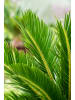GARDENZO 2er-Set: Cycas Revoluta Groß 