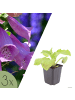 NatureNest 3er-Set: Digitalis purpurea Staude bienenfreundlich in Violett