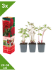 GARDENZO 3er-Set: Pfingstrose (Paeonia lactiflora) in Rot