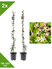 GARDENZO 2er-Set Sternjasmin rosa 110-120cm 2L Topf