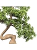 Creativ green Deko-Bonsai Steineibe