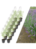 NatureNest 12 Katzenminze pflanzen  Nepeta 'Walker's Low'  