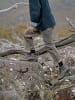 Blundstone Chelsea Boot "#2429 Clay Pre-Worn Leather (Originals Lace-Up)" in Beige