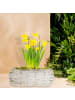 relaxdays 2 x Blumentopf in Weiß/ Natur - (B)25 x (H)10 x (T)15 cm
