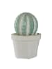 Butlers Butlers Deko Kaktus CACTUS in Grün