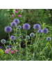 NatureNest 3er-Set: Echinops ritro Staude sonnig winterhart in Blau