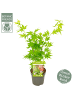 NatureNest 3er: Set Acer palmatum Going Green Ahornpflanze in Grün