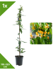 GARDENZO Geißblatt immgrün 110-120cm 2L Topf