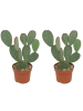 MeinVIPShop 2 x Kaktus Opuntia microdasys 25cm
