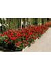 GARDENZO 3er-Set: Großblütige Rosen Rosen in Rot