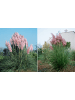 GARDENZO 6er-Set: Pampasgras in Rosa