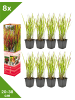 GARDENZO 8er-Set: Japanisches Blutgras Imperata cyl. Red Barron in Bunt
