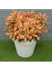 NatureNest 3er: Set Photinia serrulata Pink Crispy Pflanze in Rosa