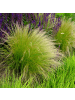 NatureNest 3er Stipa tenuissima Ponytails Pflanzen in Grün