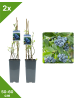 GARDENZO 2er-Set Blaubeere 50-60cm 2L Topf