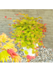NatureNest Acer shirasawanum Moonrise Ahornpflanze in Gelb Topf 19 cm Höhe 40 cm