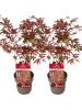 NatureNest 2er: Set Acer palmatum Atropurpureum Ahornpflanze in Rot