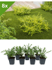 GARDENZO 8er-Set Heckenmyrte - pro m²