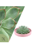 NatureNest Echeveria Pulidonis kompakte Sukkulente in rosa Keramikschale