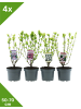 GARDENZO 4er-Set Hibiskus Mix 50-70cm 3L Topf