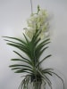 exotic living Echte Pflanze Vanda Orchidee blühend XXL 55 cm Rarität weiß