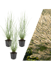 NatureNest 3 Lampenputzgraspflanzen  Pennisetum alopecuroides 'Hameln'