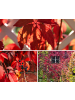 GARDENZO 6er-Set: Parthenocissus quinquefolia in Bunt