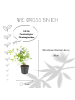 NatureNest 3 Bleikraut pflanzen  Ceratostigma plumbaginoides