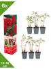GARDENZO 6er-Set: Pfingstrose (Paeonia lactiflora) in Rot