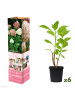 GARDENZO 6er-Set: pan. 'Phantom' Hortensien in Bunt
