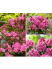 GARDENZO 6er-Set: Rhododendron Cosmopolitan in Rosa