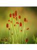 NatureNest 3er: Set Sanguisorba officinalis Tanna Pflanzen in Rot