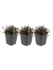 NatureNest 3 Acaena microphylla Kupferteppich Pflanzen in Grün Topf 9 cm Höhe 15 cm