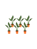 GARDENZO 6er-Set: Strelitzia reginae Paradiesvogel