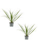 MeinVIPShop Drachenbaum Dracaena marginata 2er Set 30cm