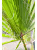 GARDENZO 2er-Set: Washingtonia robusta Mittel 