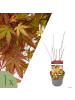 NatureNest Acer palmatum Redwine Ahornpflanze in Rot Topf 19 cm Höhe 50 cm
