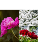 GARDENZO 6er-Set: Pfingstrose (Paeonia lactiflora) in Mischung