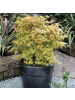 NatureNest Acer palmatum Katsura Ahornpflanze in Gelb