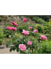 GARDENZO 3er-Set: Großblütige Rosen MIX in Bunt